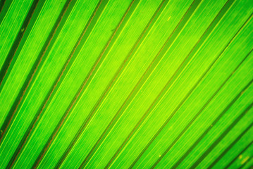 Obraz premium Texture image of green leaf background.