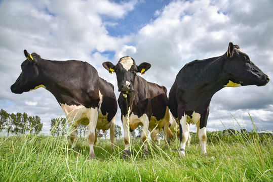 Drei Schwarzbunte Kühe stehen kurios auf der Weide