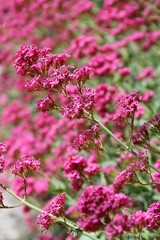 valériane des jardins,centranthus ruber