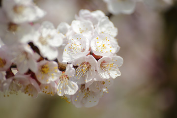 Fototapeta na wymiar Apricot bloosoms on a branch