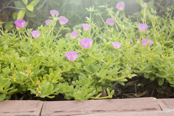 Flower Portulaca in the garden.