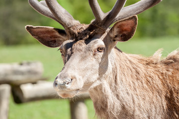 beautiful deer portrait