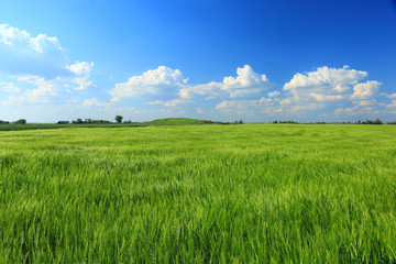 Fototapeta premium Wheat field against a blue sky
