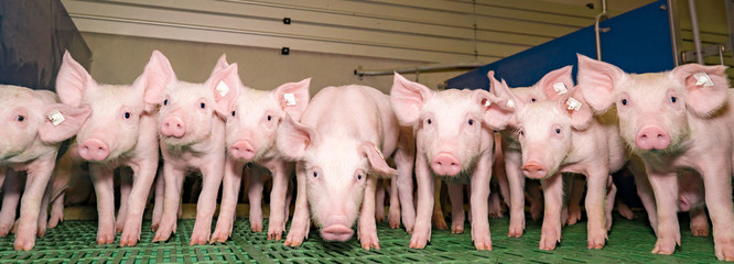 Lustige Ferkelgruppe im modernen Schweinestall, Banner