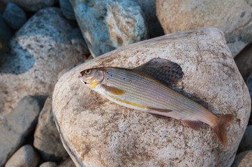 grayling on pebble