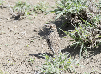 Short-tailed Lark (Pseudalaemon fremantlii) in Dry Shrubland Habitat in Northern Tanzania