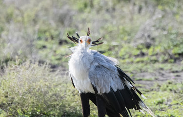 Secretary Bird (Sagittarius serpentarius) on the Plains of the Serengeti in Northern Tanzania