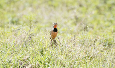 Rosy-throated Longclaw (Macronyx ameliae) in a Wet Meadow in Northern Tanzania