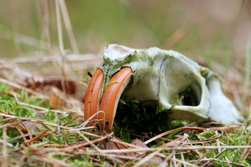 Schädel eines Nutria in einem Wald