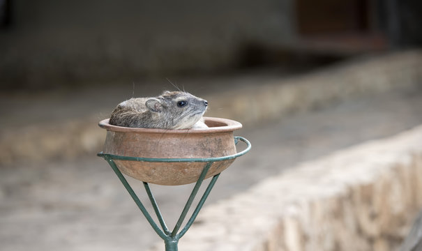 Yellow-spotted Bush-Hyrax (Heterohyrax brucei) Resting in a Pot in Northern Tanzania