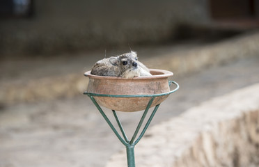 Yellow-spotted Bush-Hyrax (Heterohyrax brucei) Resting in a Pot in Northern Tanzania