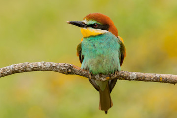 Portrait of a colourful bird