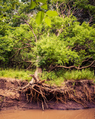 tree with roots exposed along creek