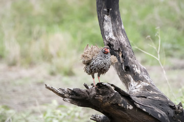 Red-necked Francolin (Francolinus afer) on Tree Stump in Northern Tanzania