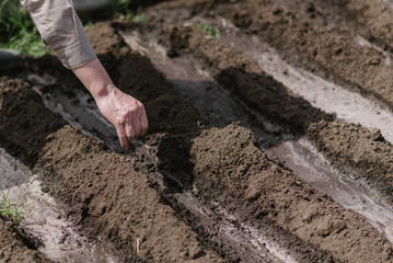 An elderly man planting seeds in the garden