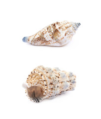 Sea shell isolated