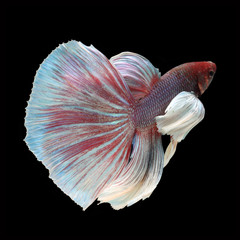 Dumbo Halfmoon Betta on black background. Beautiful fish. Swimming flutter tail flutter.