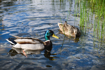 Obraz premium Pair of Mallard ducks 