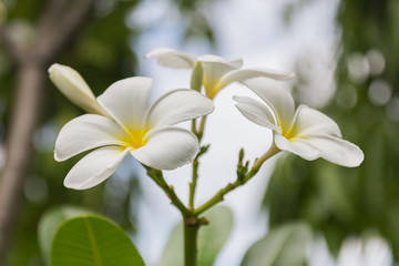 Plumeria flower white background blurred