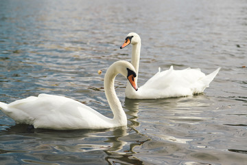 Couple of beautiful white swans.