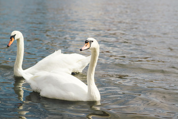 Couple of beautiful white swans.