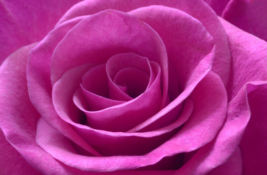 Purple rose macro