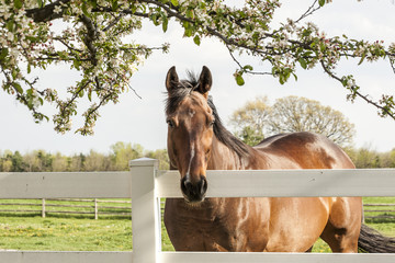 A bay Thoroughbred horse gazing over a white board fence framed in crabapple blossoms.
