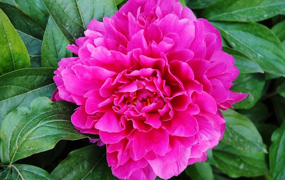 fiore