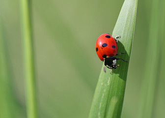 Ladybug on a strand of grass with green blurred field background