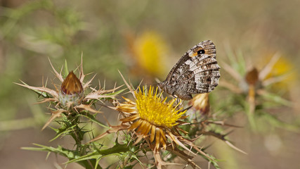 Papillon sur un chardon en été dans le maquis de montagne, Corse France.	