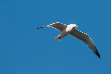 detailed seagull flying across a blue sky of the deepest summer