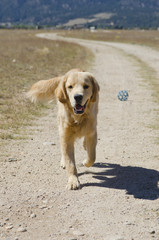 Golden Retriever Follows Come Command From Master