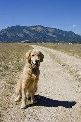 Golden Retriever Awaits Command From His Master