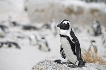 Fototapeta premium African penguin on the beach