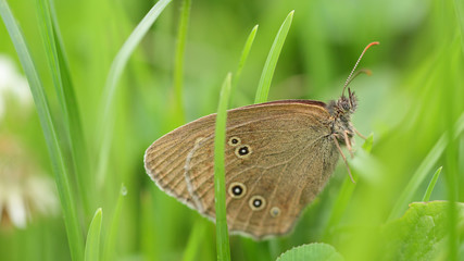 Papillon brun au repos sur une plante dans une prairie en friche.