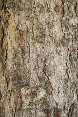 spruce bark