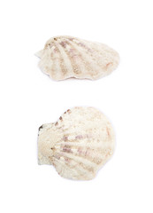 Sea shell isolated