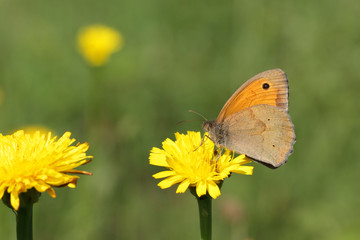 Papillon brun et orange butinant sur une fleur jaune dans un champ.