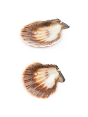 Fototapeta na wymiar Sea shell isolated