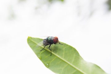 Blow fly, carrion fly, bluebottles, greenbottles, or cluster fly