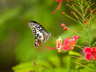 Fototapeta na wymiar butterfly drink pollen from pink flowers