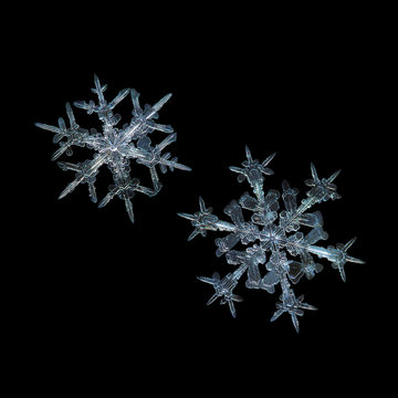 Two snowflakes isolated on black background. This is real snow crystals: large stellar dendrites with elegant shapes, sharp, fragile arms with many side branches and fine symmetry.