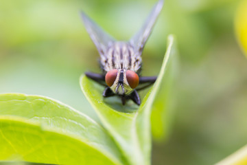 Fly fly on green leaf insect macro background