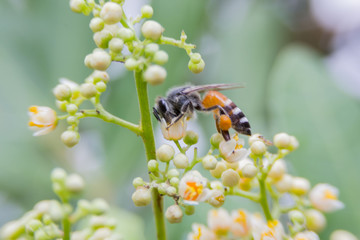 flying honey bee