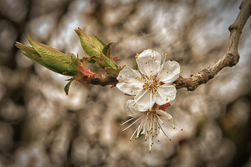 Toned spring flowers tree branches with young flowers bokeh