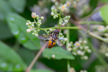 flying honey bee