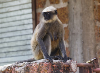 Monkey wild Indian active and bold