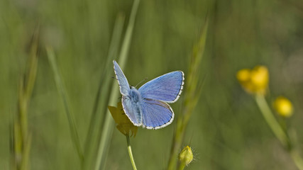 Petit papillon bleu azur posé sur une fleur de graminée dans une prairie.