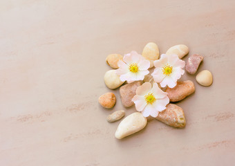 abstraction of pink stones and flowers on a pink background with space for text, top view