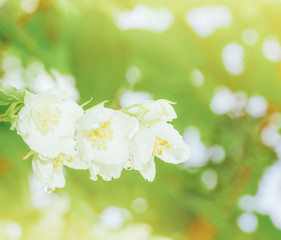 the branch of Jasmine flowers in the drops of dew in the soft sunlight